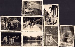Lot de 8 poze Grădina zoologică Sibiu și orașul, 1943