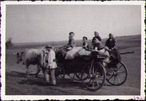 Car cu boi, 1944, Transilvania