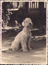 Câine de rasă, studio Weiss
