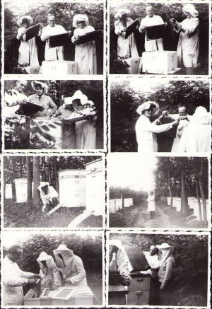 Lot de 8 poze cu apicultori, Săbăreni, județul Giurgiu, 1966