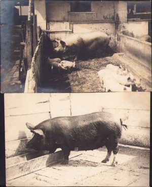 Lot de 2 poze cu porci, perioada interbelică