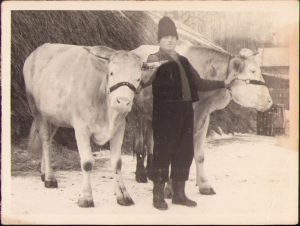 Țăran român cu boi