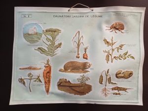 Dăunătorii grădinii de legume, planșă didactică românească din plastic cu figuri în relief, perioada comunistă