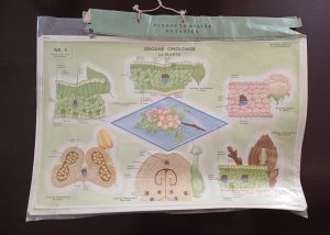 Organe omoloage la plante, planșă didactică românească din plastic cu figuri în relief, perioada comunistă
