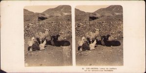 Süd Amerika, Lamas als Lasttiere auf der bolivianischen Hochebene, stereoscopic photo