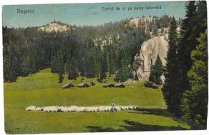 Bușteni, Turmă de oi pe valea Ialomiții, carte poștală