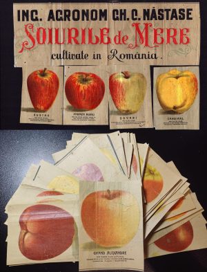 Inginer agronom Gh C Năstase, Soiurile de mere cultivate în România, 41 figuri cu descriere, Lito Franceză SINC Chișinău, Basarabia, perioada regalității