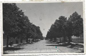 Buzău, Bulevardul crângului spre palatul comunal, carte poștală