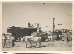 Batoză și car cu boi la treierat, 1951, sat Fulga, județul Buzău