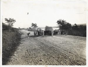 Fetiță cu turmă de capre, România, 1927