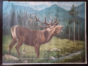 Afiș Ocrotind natura păstrăm minunata bogăție cinegetică a țării!, perioada comunistă