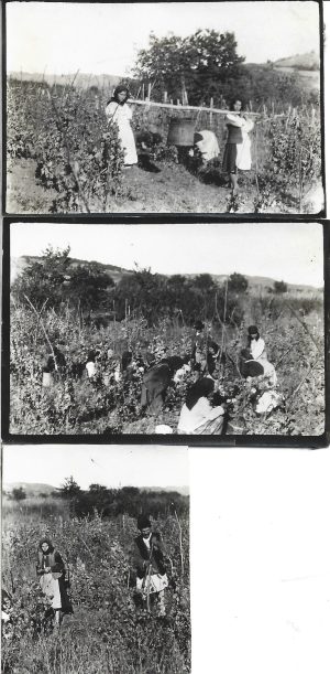 Țărani români la cules via, Transilvania, începutul secolului al XX-lea, lot de 3 fotografii