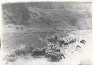 Cioban cu oi, România, fin de siècle