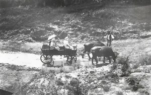 Car cu bivoli, România, fin de siècle