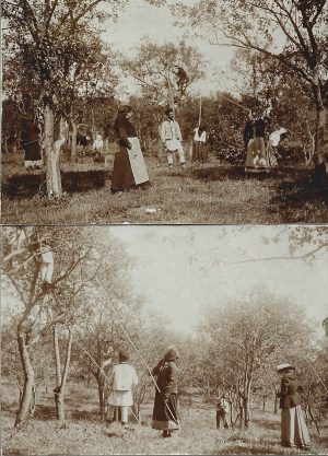 Țărani români la recoltat fructe, județul Buzău, fin de siècle, lot de 2 fotografii