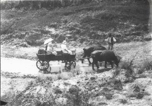 Car cu bivoli, România, fin de siècle