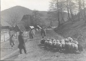 Ciobani cu oi, Transilvania, anii 1930