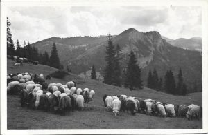 Gyilkos-tó környéke, Juhnyaj a Gyilkoshegy tövében, carte poștală, Lacul Roșu