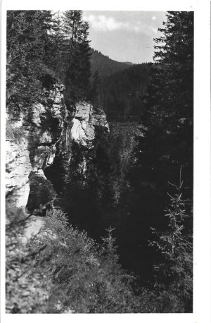 Borszék - erdőrészlet, carte poștală, Borsec