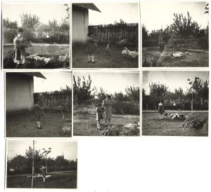Fetiță hrănind rațele, România, perioada interbelică, lot de 7 fotografii