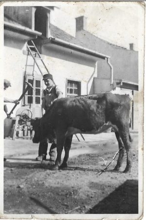 Asomarea unei bovine, România, perioada intebelică