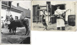 Asomarea unei bovine și măcelar cu halcă de carne, România, perioada intebelică, lot de 2 fotografii