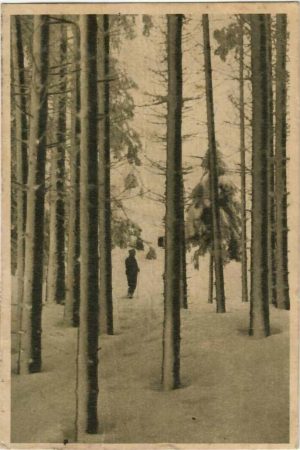Diham, Iarna în pădure, carte poștală, RPR