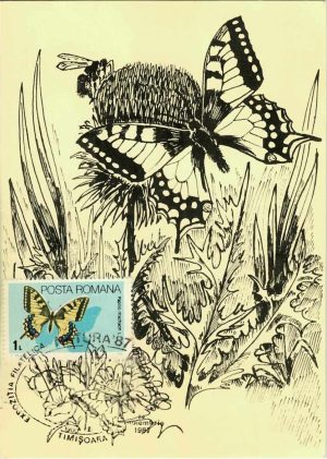 Papilio Machaon L, Coada Rândunicii, AFR Timiș, Cercul filatelic municipal Timișoara, ștampilă Expoziția Filatelică Natura '87 Timișoara, carte poștală