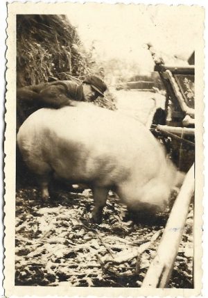 Bărbat cu porc de dimensiuni foarte mari, România, perioada interbelică