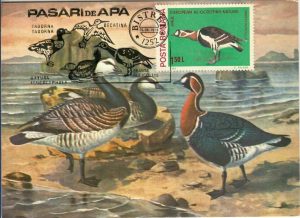 Gâsca cu obraz alb - Branta leucopsis, carte poștală, România, 1988