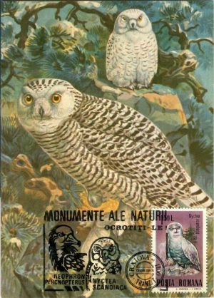 Bufniță nordică - Nyctea scandiaca - monument al naturii, carte poștală, România, 1988