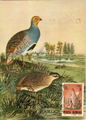 Potârniche - Perdix perdix, carte poștală, România, 1988