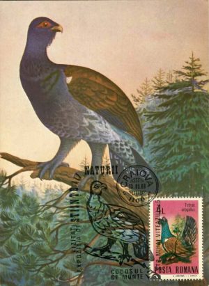 Cocoș de munte - Tetrao urogallus, carte poștală, România, 1988
