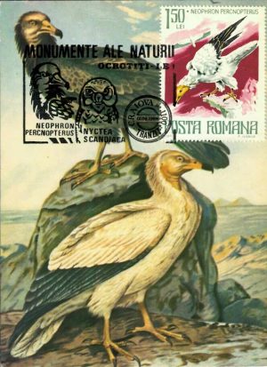 Vulturul hoitar - Neophron percnopterus - monument al naturii, carte poștală, România, 1988