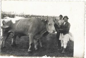 Țăran român cu perechea sa de boi, cca anii 1930-1940
