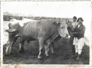 Țăran român cu perechea sa de boi, cca anii 1930-1940